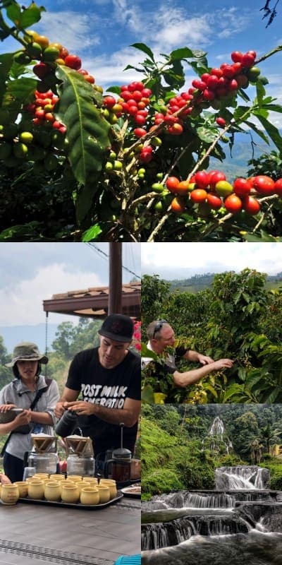 Collage: granos de café rojos y maduros, una cata de café filtrado, un hombre revisando cafetos y una cascada